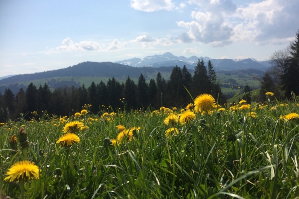 Etappe 5: Herisau Wilen - Schönengrund