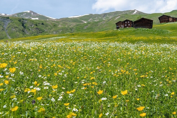 Mattjisch Horn - für einmal im Sommer