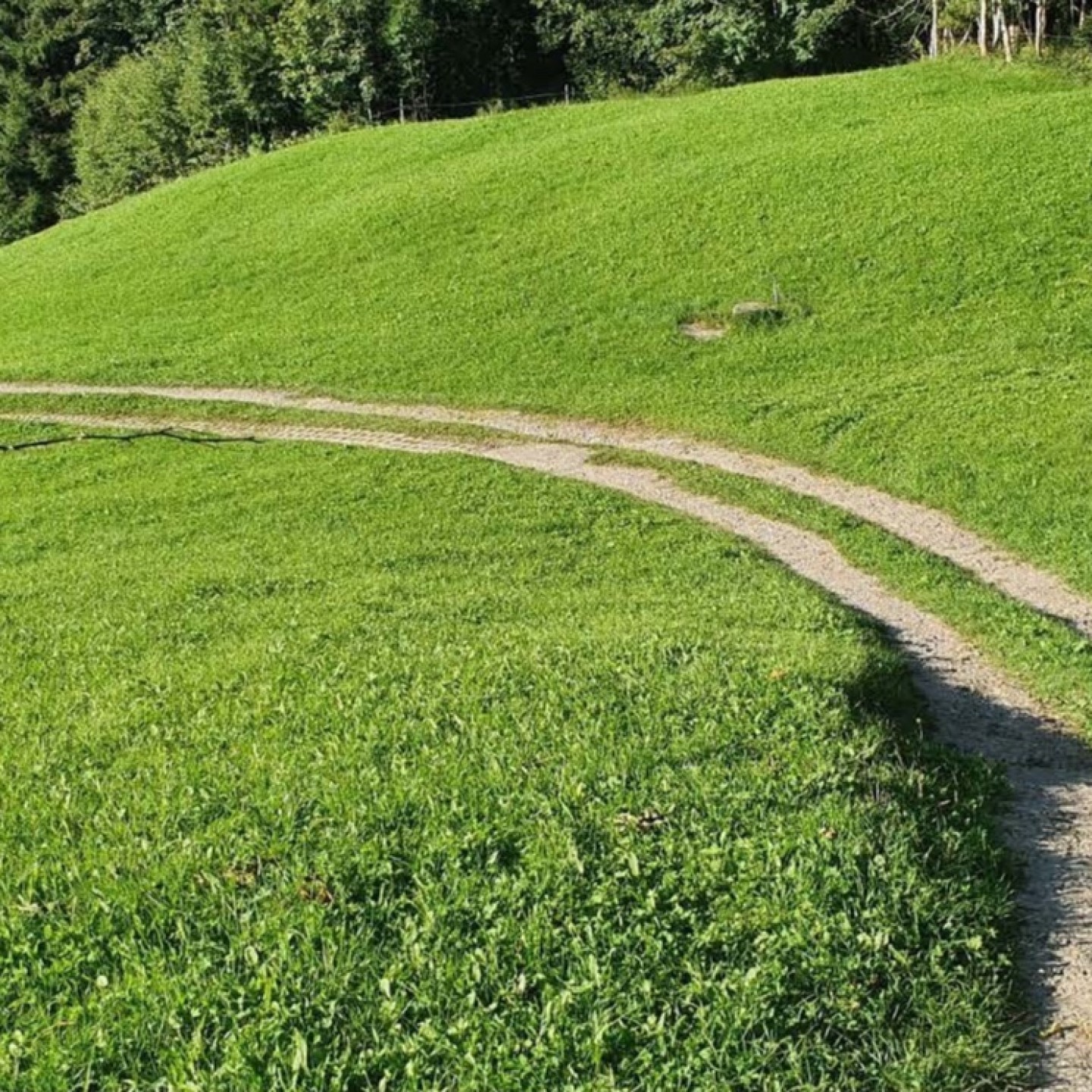 BühlerWisegg