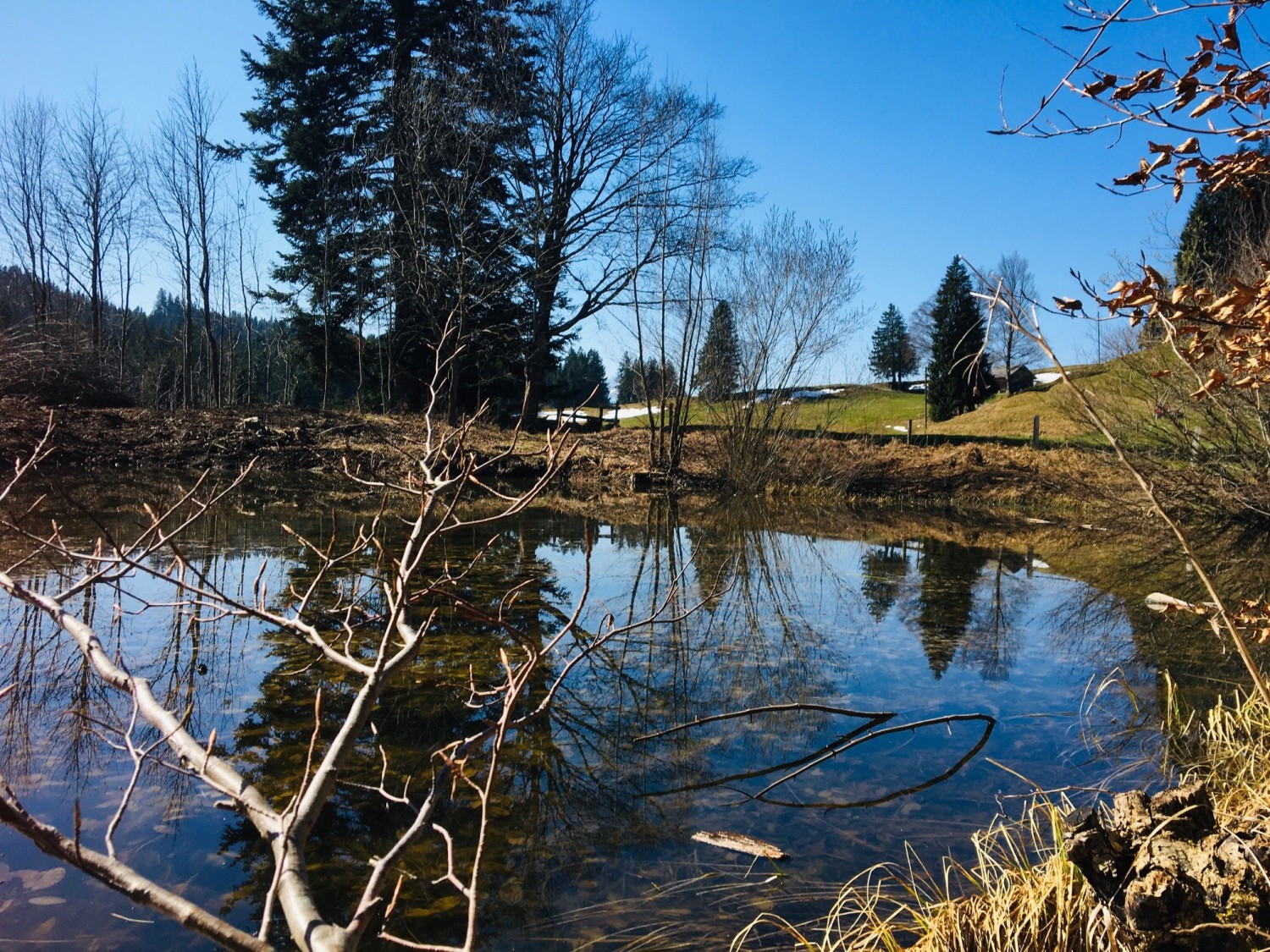 Hafenwaldweiher